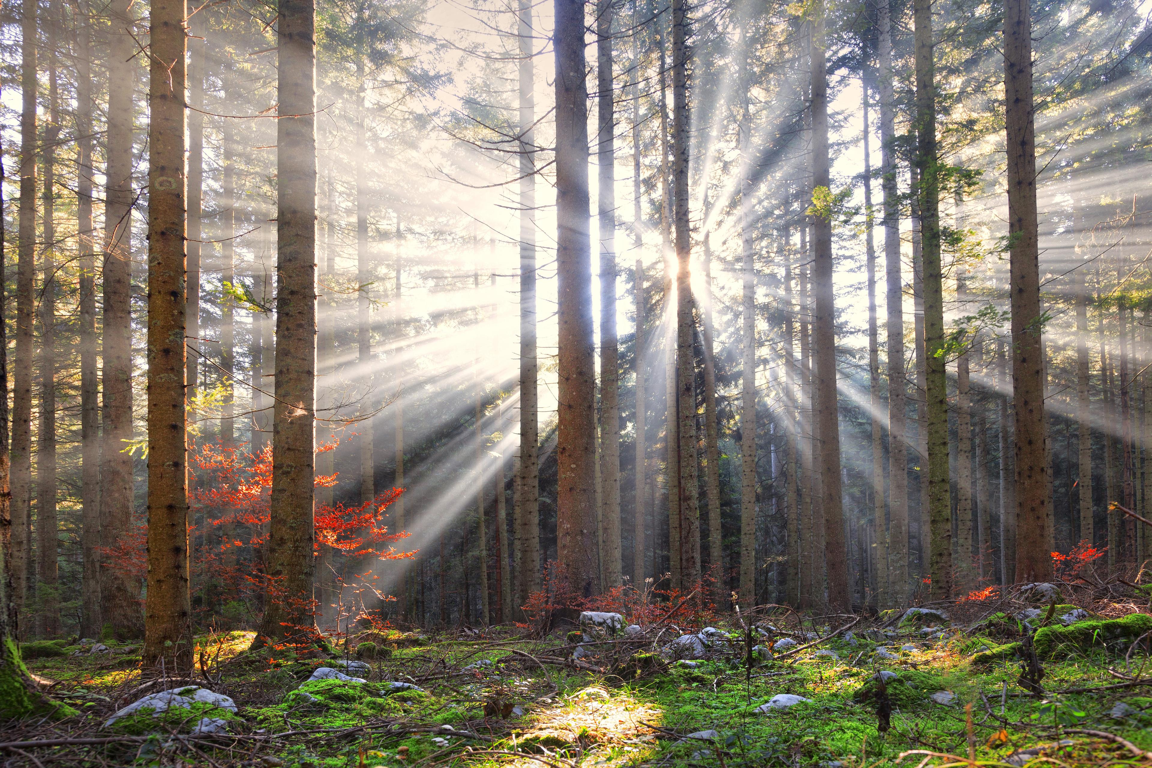 Metsämaisemaa, jossa auringon valo loistaa puiden runkojen väleistä.