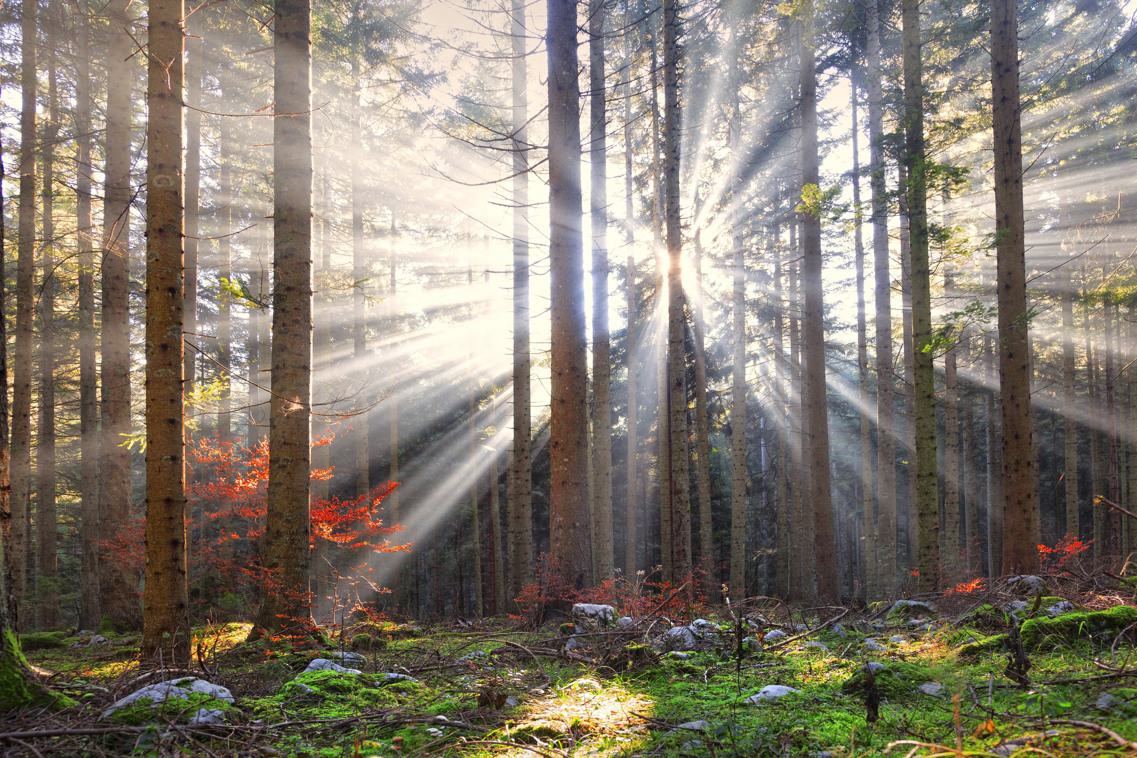 Puun runkoja metsässä, joiden väleistä siivilöityy auringon valoa.