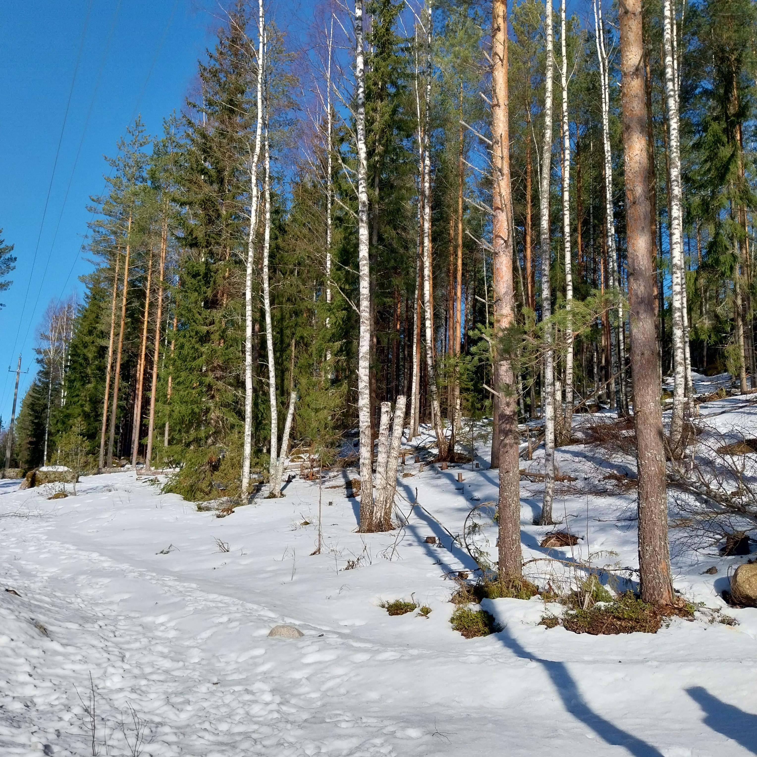 Talvisessa metsässä on muutama koivu katkaistu parin metrin korkeudelta.