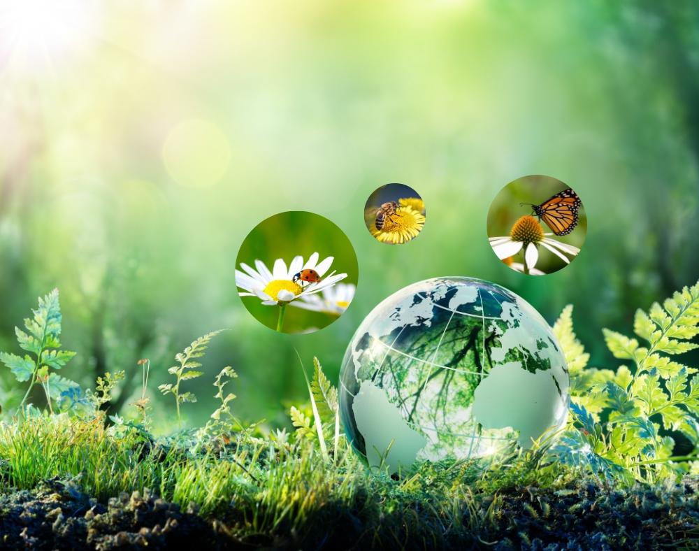 Vehreällä maalla maapalloa kuvaava karttapallo. Pienissä kuvissa sen yläpuolella hyönteisiä kukissa.