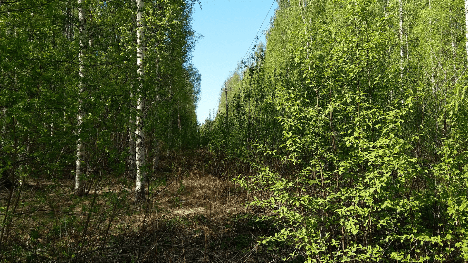 Kesäisen vehreän lehtimetsän keskellä kulkee keskijännitelinjan johtokatu.