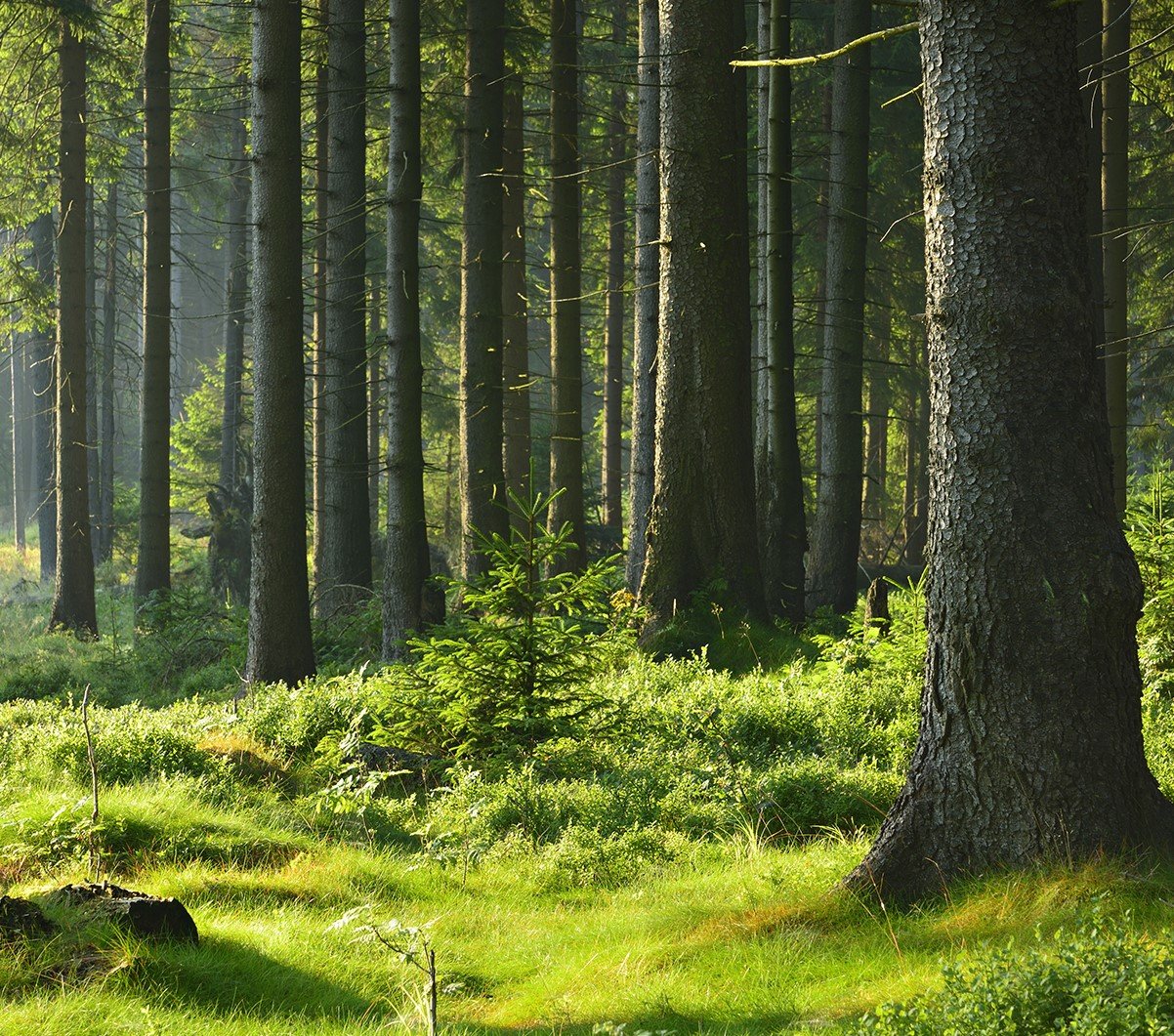 Vehreää metsämaisemaa, jossa näkyy puiden runkoja ja keskellä pieni kuusen taimi.